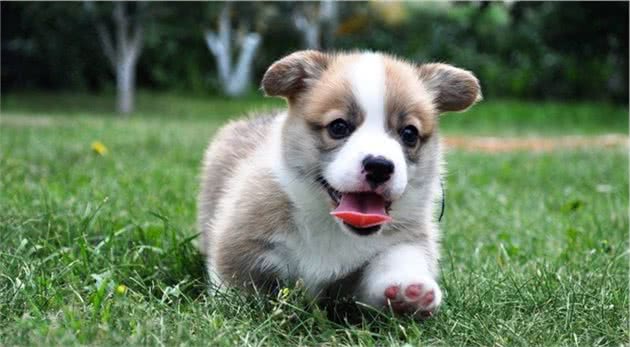 饲养“柯基犬”，一个月大概需要花多少钱？