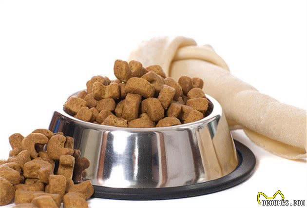饲养“柯基犬”，一个月大概需要花多少钱？