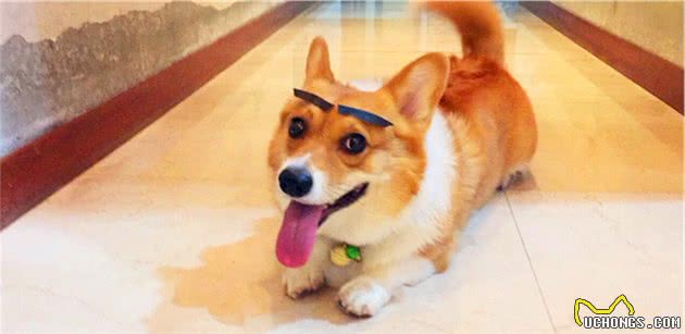 饲养“柯基犬”，一个月大概需要花多少钱？