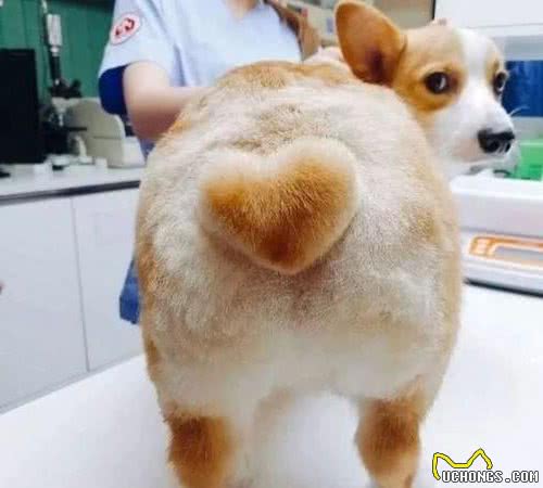 饲养“柯基犬”，一个月大概需要花多少钱？