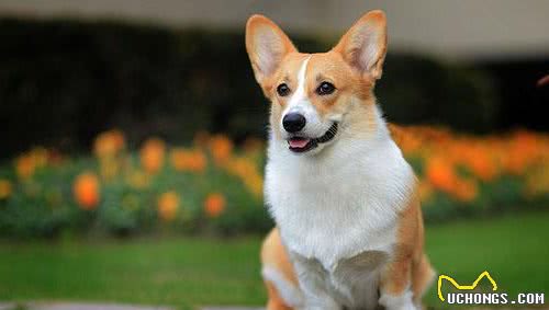 饲养“柯基犬”，一个月大概需要花多少钱？