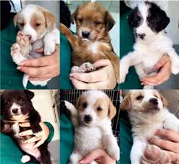 其实不“纯种”的狗狗，更好养，谁养谁知道