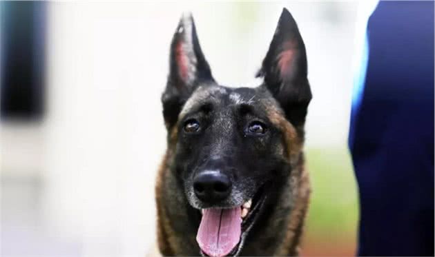 亮相！中国火调第一犬