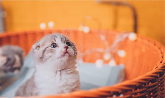 “折耳猫”的5个缺点，看完还敢养吗？