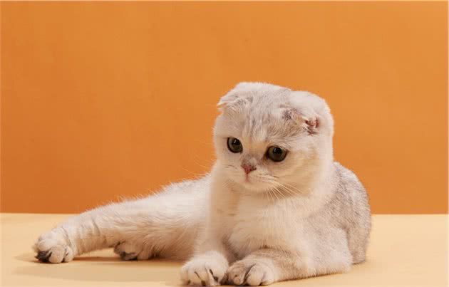 “折耳猫”的5个缺点，看完还敢养吗？