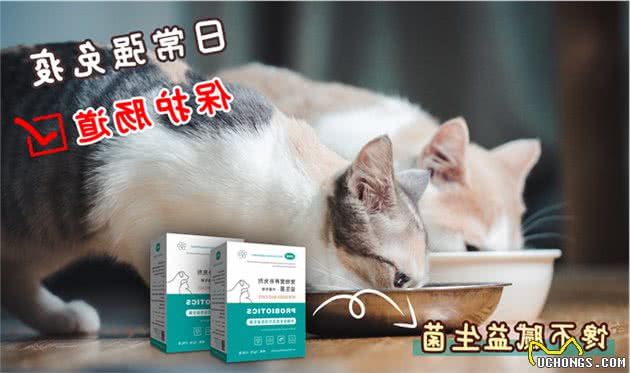 “折耳猫”的5个缺点，看完还敢养吗？