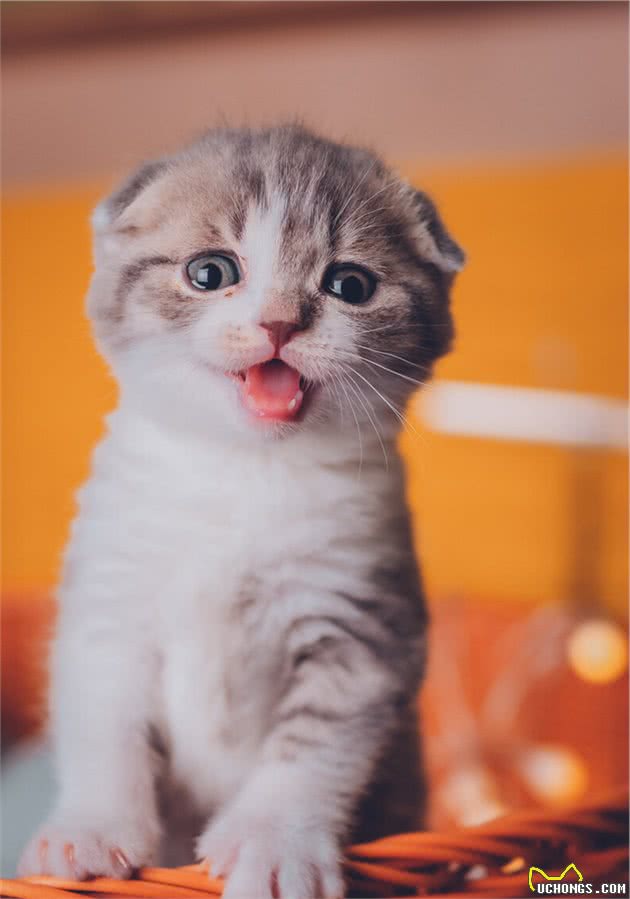 “折耳猫”的5个缺点，看完还敢养吗？