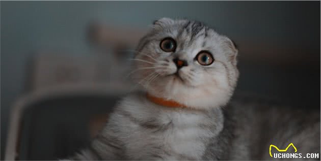 “折耳猫”的5个缺点，看完还敢养吗？