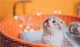 “折耳猫”的5个缺点，看完还敢养吗？