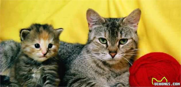 养狗不如养猫，养猫的六种好处，一般人一个都不知道