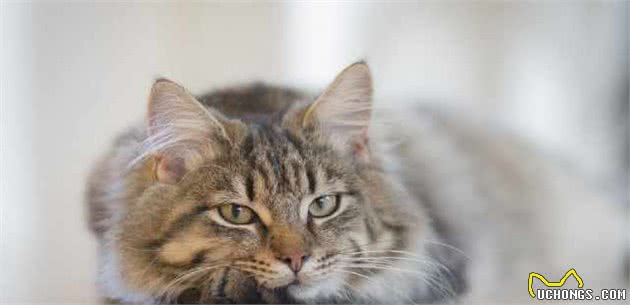 养狗不如养猫，养猫的六种好处，一般人一个都不知道