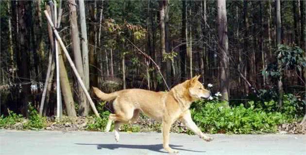 老家的小伙伴‘中华田园犬’