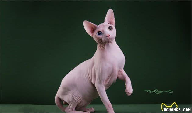 惊！选猫还要看星座？快看下什么猫和你最搭