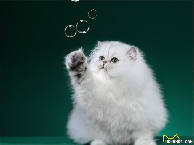 惊！选猫还要看星座？快看下什么猫和你最搭