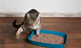 猫咪到处尿尿，有可能是缺乏膀胱控制导致的尿失禁，原因你要知道