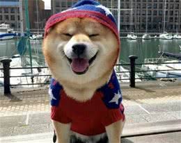 柴犬撒手没？教你三招让柴犬欲罢不能