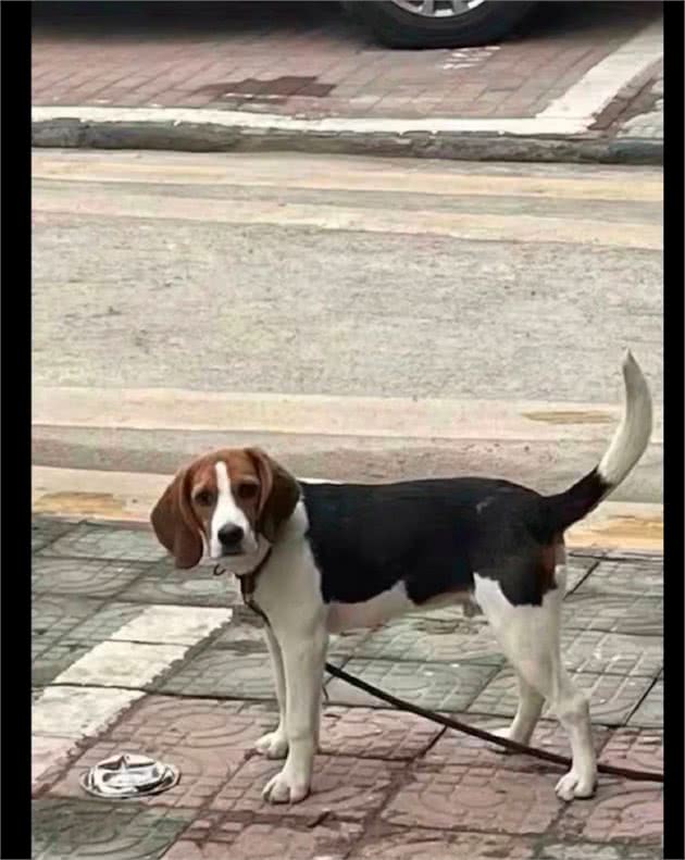 网友不小心把狗碗压扁了，它一脸委屈望着：你就这么恨我吗？