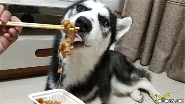 哈士奇毛发粗糙怎么办