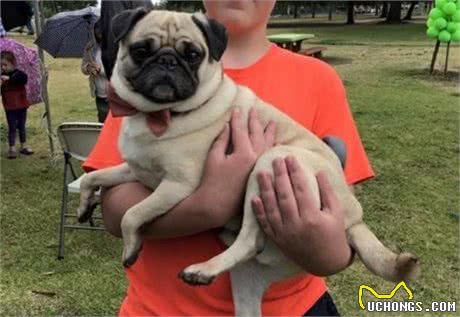 如果你喜欢狗，那不妨养这几种“中小型犬”，好养不咬人