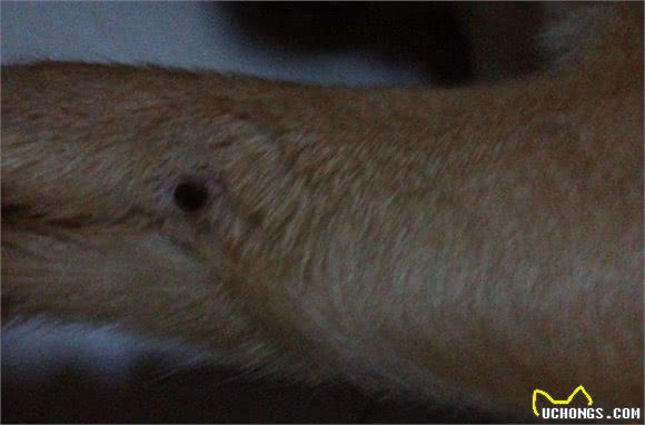 狗狗端午陪伴主人出行郊游，四点注意事项若忽视，爱犬将因此受伤