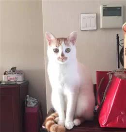 第三只猫主子：照着小公主培养的皮毛毛，有点跑偏