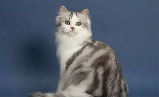 嘿！想养猫的看这里，带你了解各类喵的属性（5）