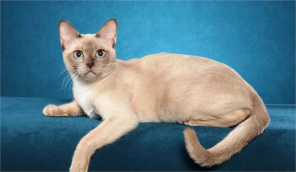嘿！想养猫的看这里，带你了解各类喵的属性（5）