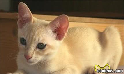嘿！想养猫的看这里，带你了解各类喵的属性（5）