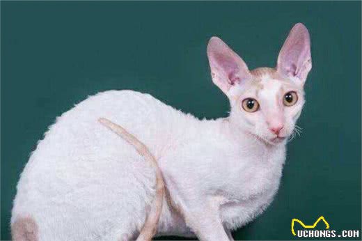 嘿！想养猫的看这里，带你了解各类喵的属性（5）