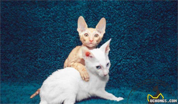 嘿！想养猫的看这里，带你了解各类喵的属性（5）