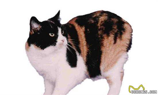 嘿！想养猫的看这里，带你了解各类喵的属性（5）