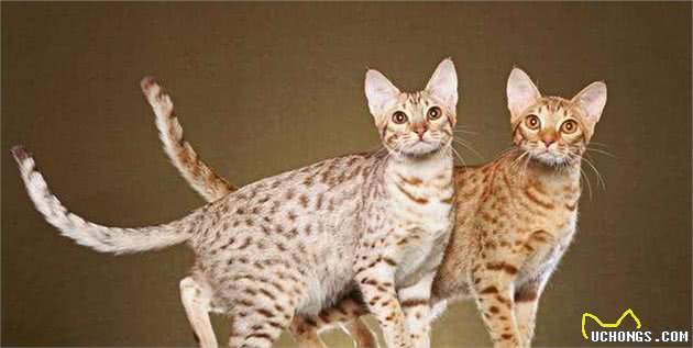 嘿！想养猫的看这里，带你了解各类喵的属性（5）