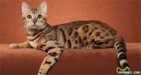 嘿！想养猫的看这里，带你了解各类喵的属性（5）