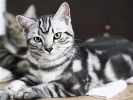不养一只“美国短毛猫”都不清楚，原来好处这么多