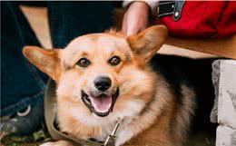 柯基犬总爱舔你，可能是在告诉你“这六件事”