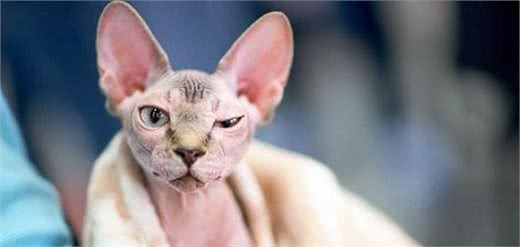 世界上最丑的猫—斯芬克斯猫