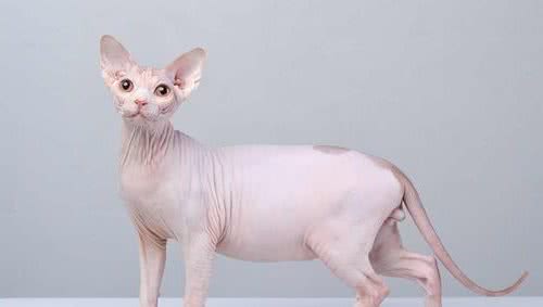 世界上最丑的猫—斯芬克斯猫