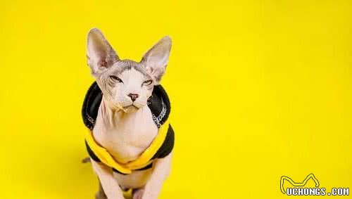 世界上最丑的猫—斯芬克斯猫
