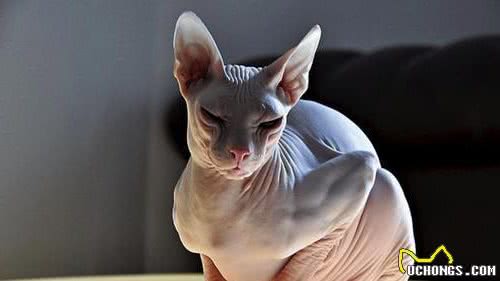 世界上最丑的猫—斯芬克斯猫