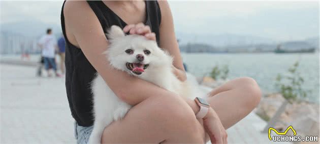 日常对狗狗做这些事，它会越来越喜欢你，且更听你的话