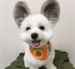 论可爱，混种的串串狗狗可不会比纯种狗差