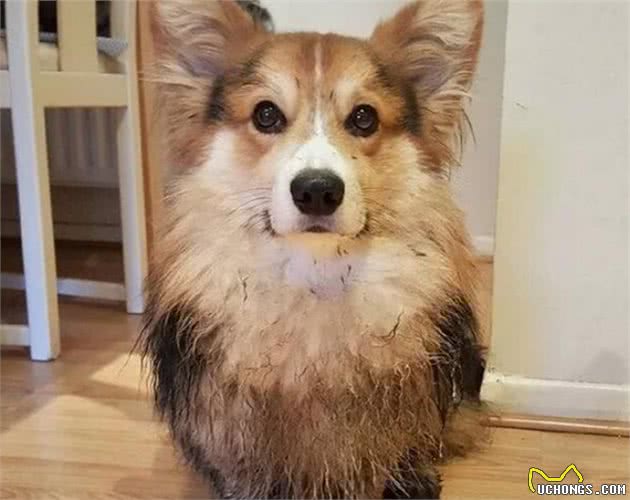 养狗，千万别养“柯基犬”