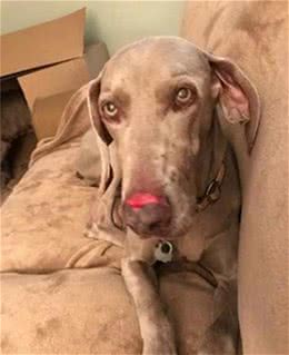 狗狗患上分离焦虑，没人在家就自残，主人一招解决的狗狗焦虑问题