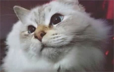 这种猫咪，你见了可能熟悉，但是却不一定能说出它是什么品种