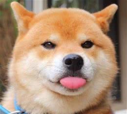 安爸告诉您狗狗咬人怎么办
