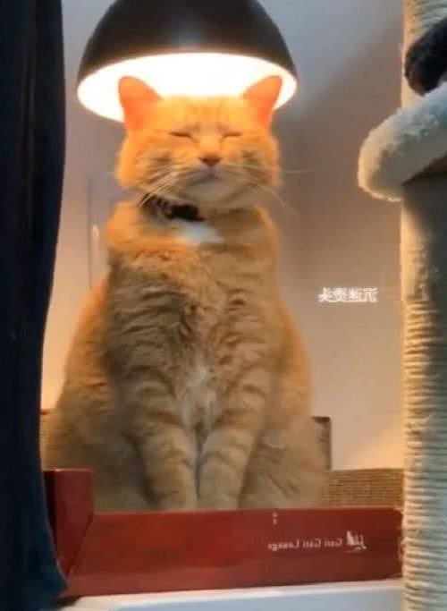 常常被人误会的小猫咪，这发型是出自Tony老师之手吗