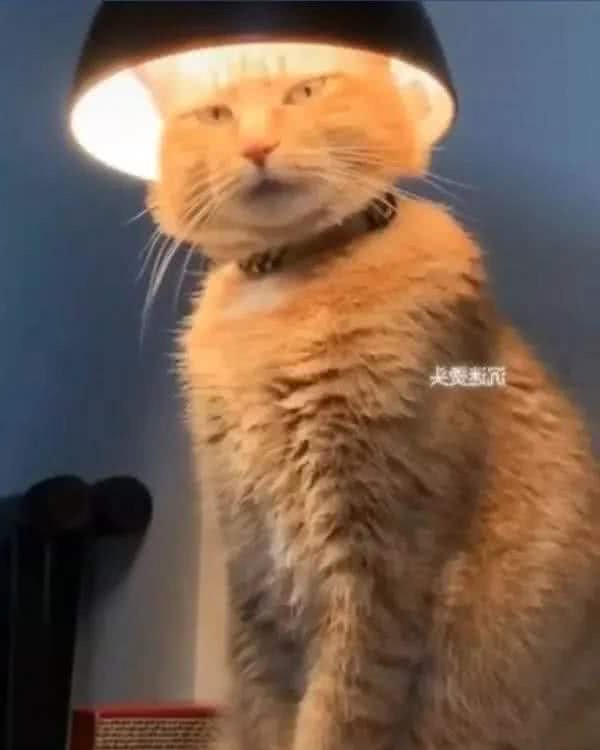 常常被人误会的小猫咪，这发型是出自Tony老师之手吗