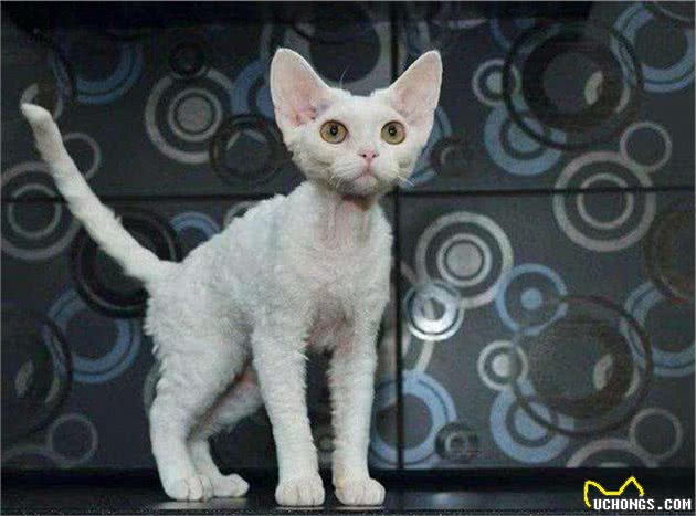 常常被人误会的小猫咪，这发型是出自Tony老师之手吗