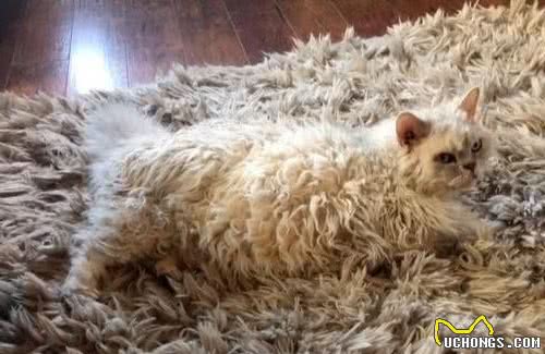 常常被人误会的小猫咪，这发型是出自Tony老师之手吗