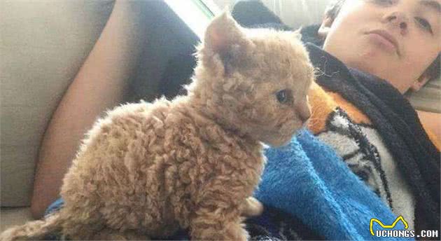 常常被人误会的小猫咪，这发型是出自Tony老师之手吗